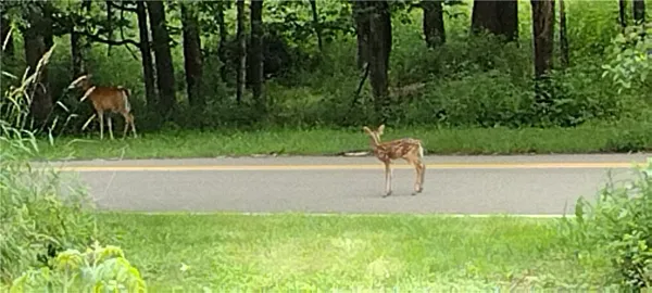 $30,000 | 210 Mallory Road, Chemung, NY 14825