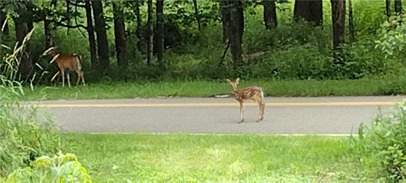 210 Mallory Road Chemung, NY 14825 - Photo 16 of 31