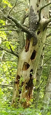 $35,000 | 210 Mallory Road, Chemung, NY 14825