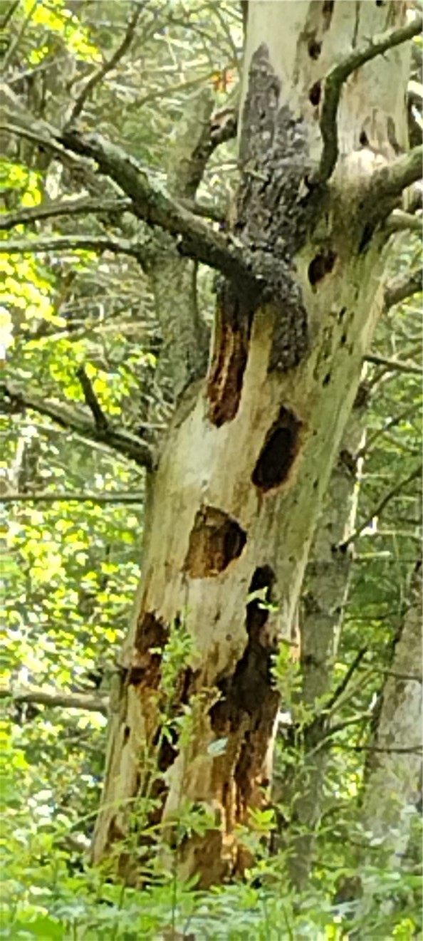 210 Mallory Road Chemung, NY 14825 - Photo 24 of 31