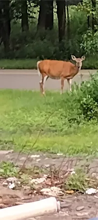 $30,000 | 210 Mallory Road, Chemung, NY 14825