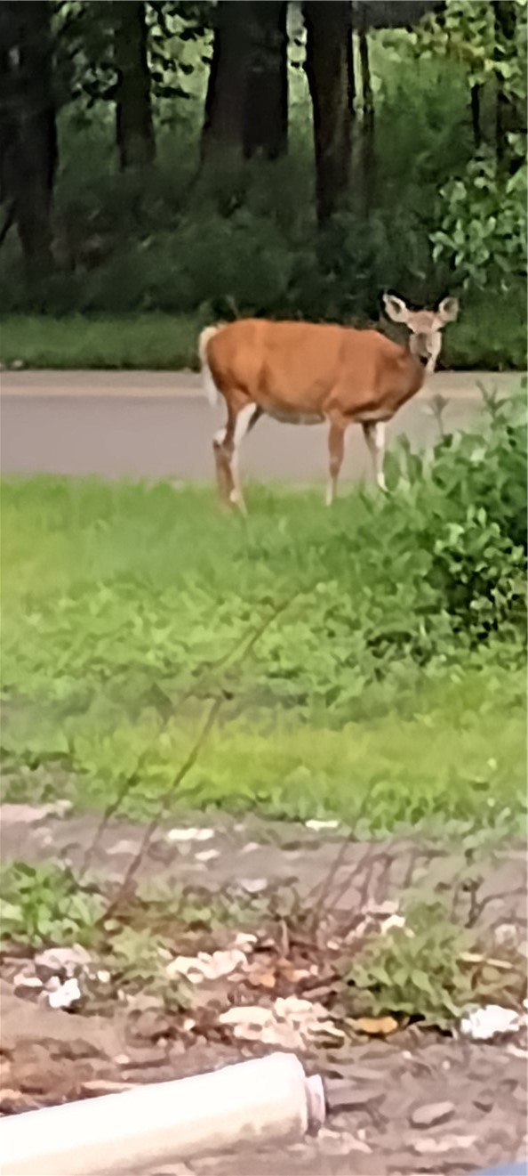 210 Mallory Road Chemung, NY 14825 - Photo 27 of 31