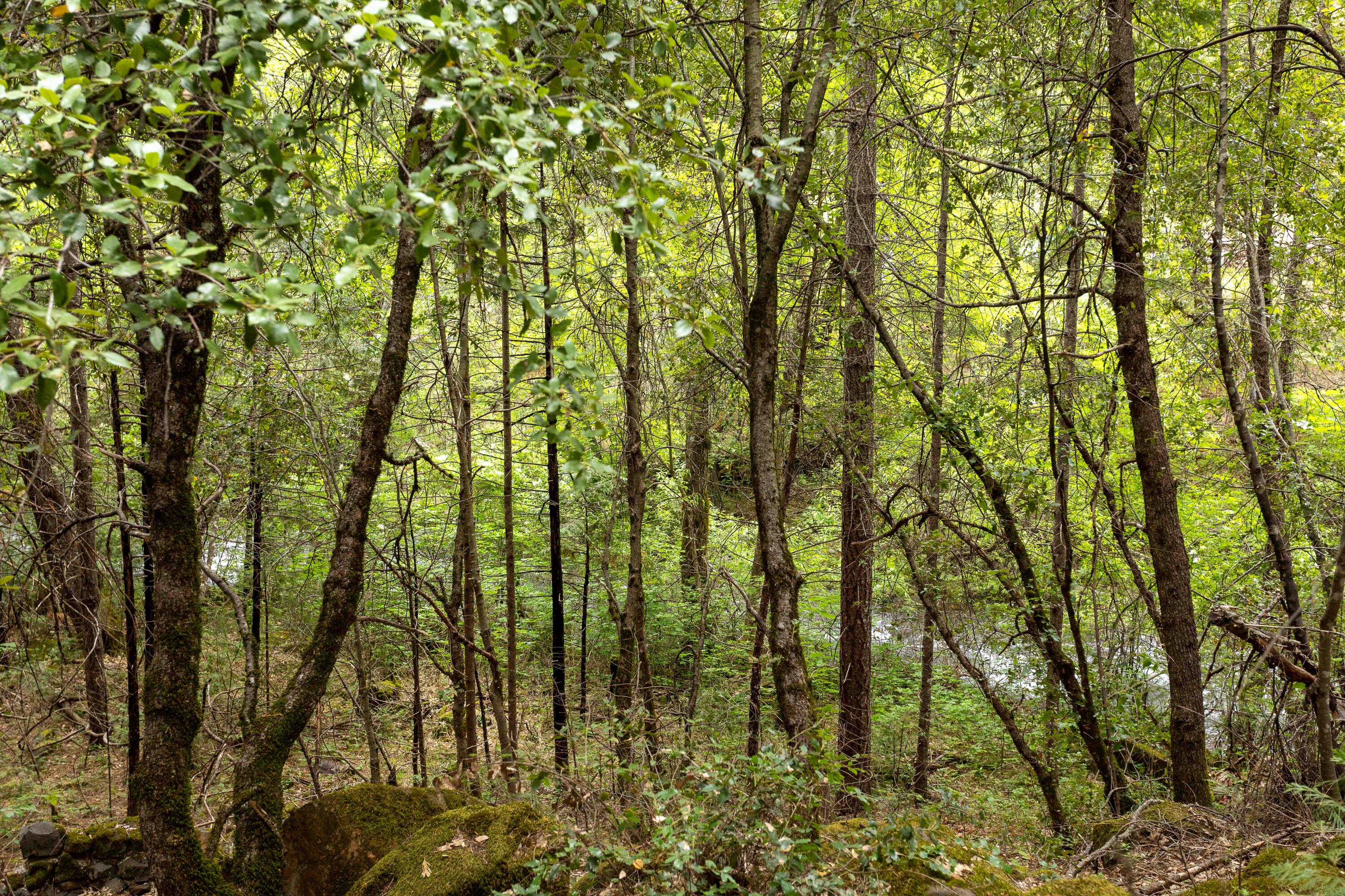 Clover Creek Road Whitmore, CA 96096 - Photo 13 of 13 254A9425