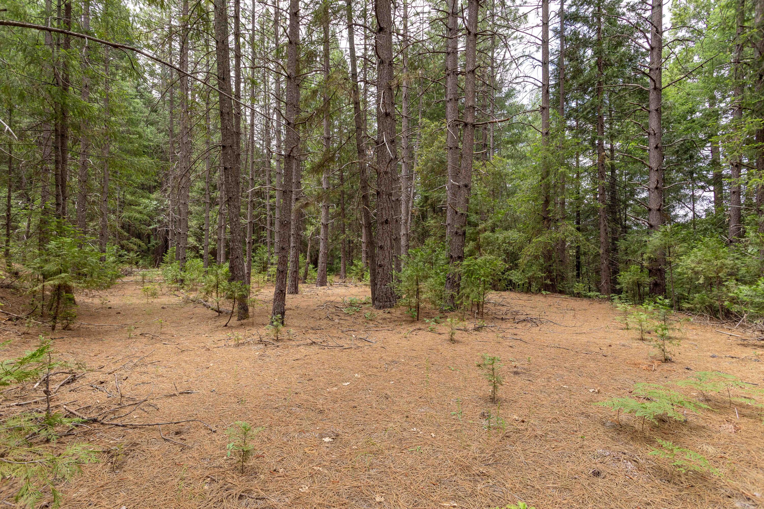Clover Creek Road Whitmore, CA 96096 - Photo 3 of 13 254A9439