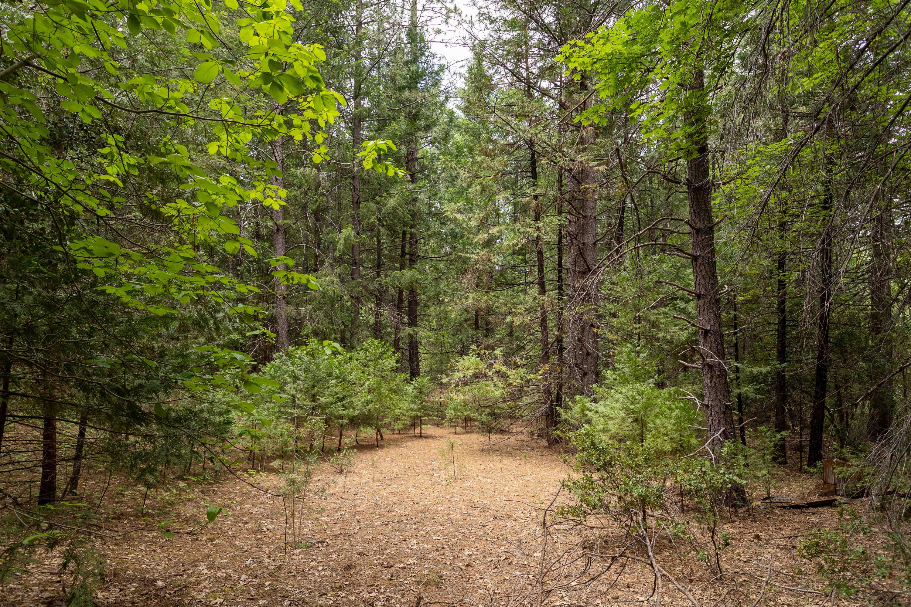 Clover Creek Road Whitmore, CA 96096 - Photo 4 of 13 254A9444