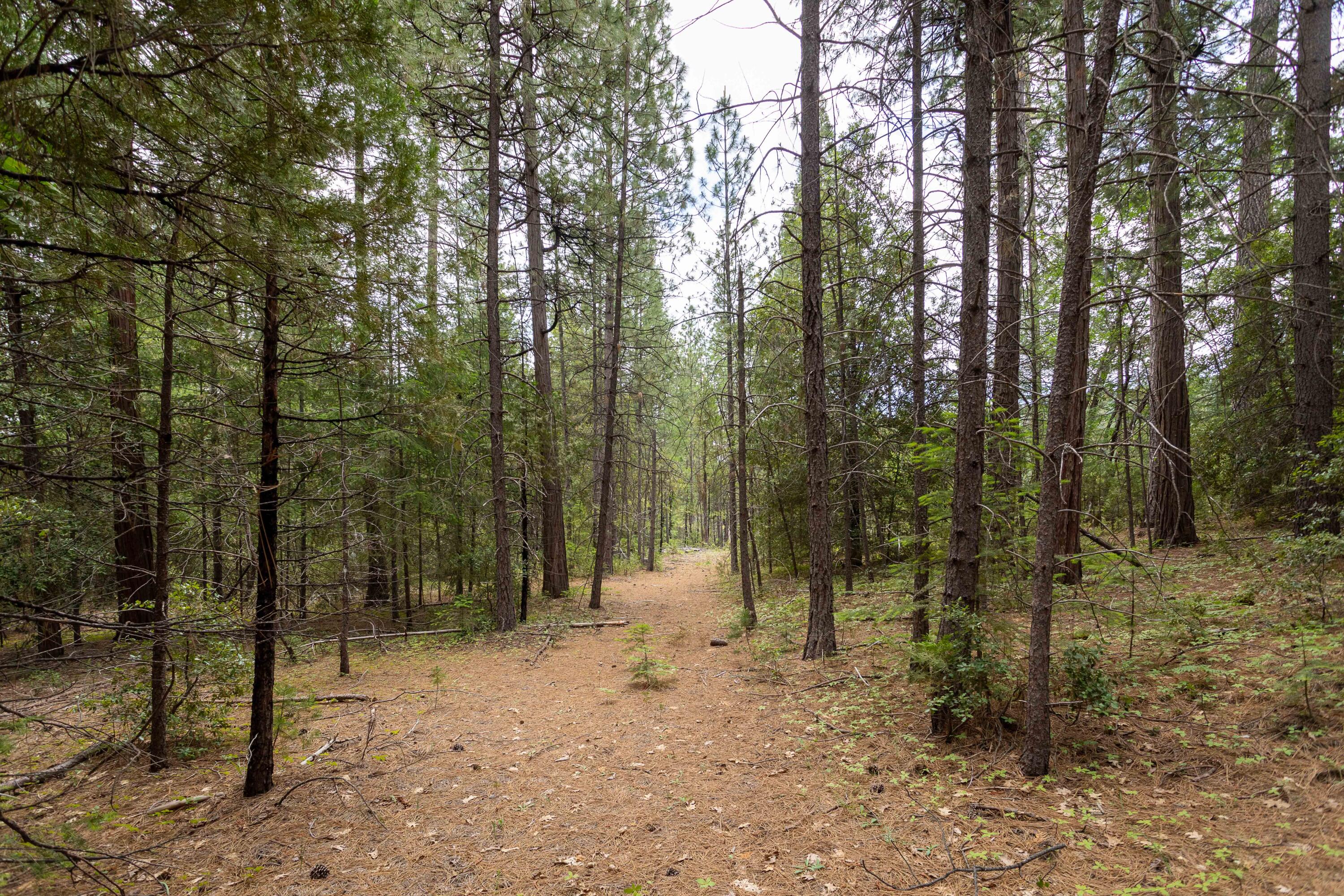 Clover Creek Road Whitmore, CA 96096 - Photo 6 of 13 254A9453