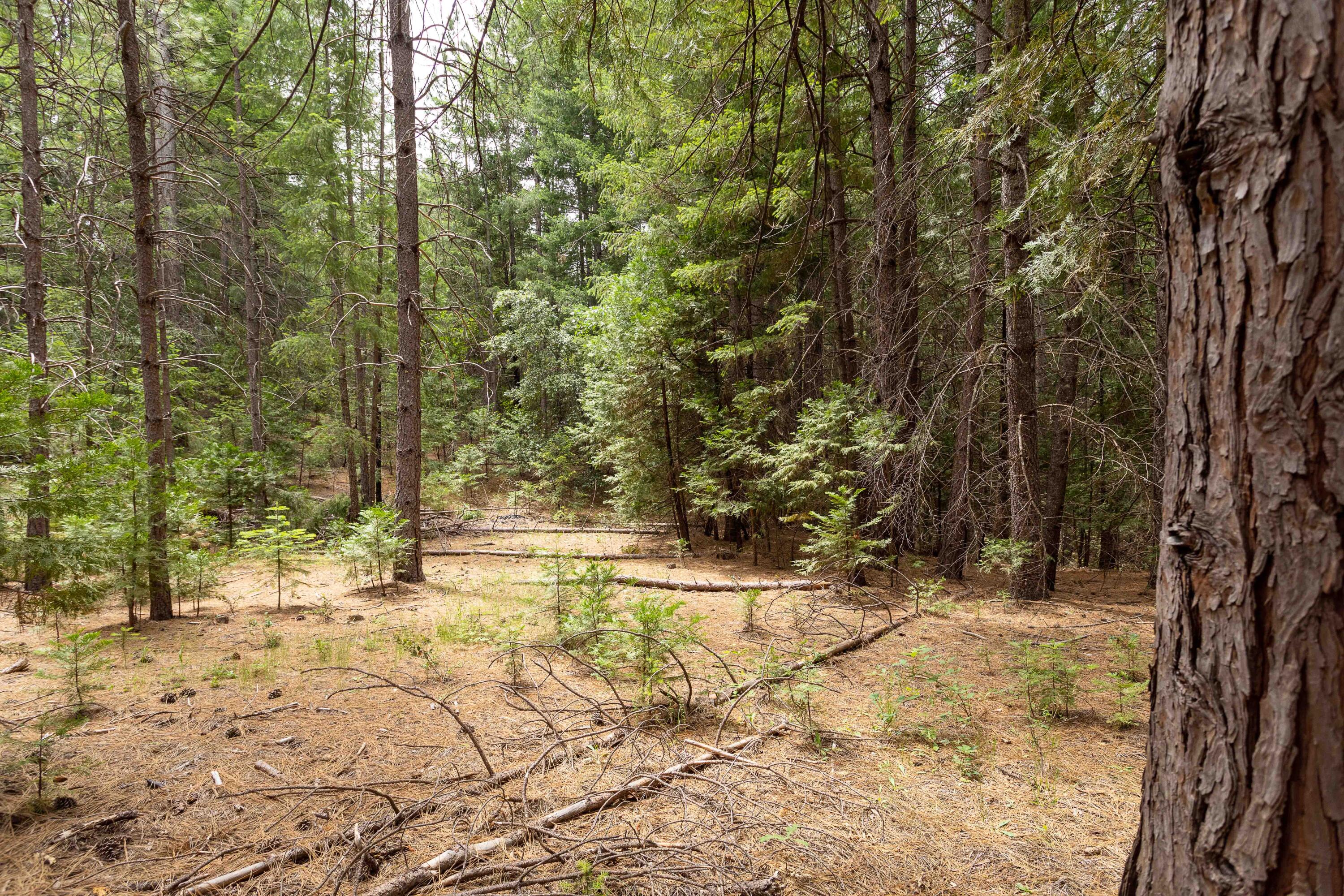 Clover Creek Road Whitmore, CA 96096 - Photo 7 of 13 254A9418