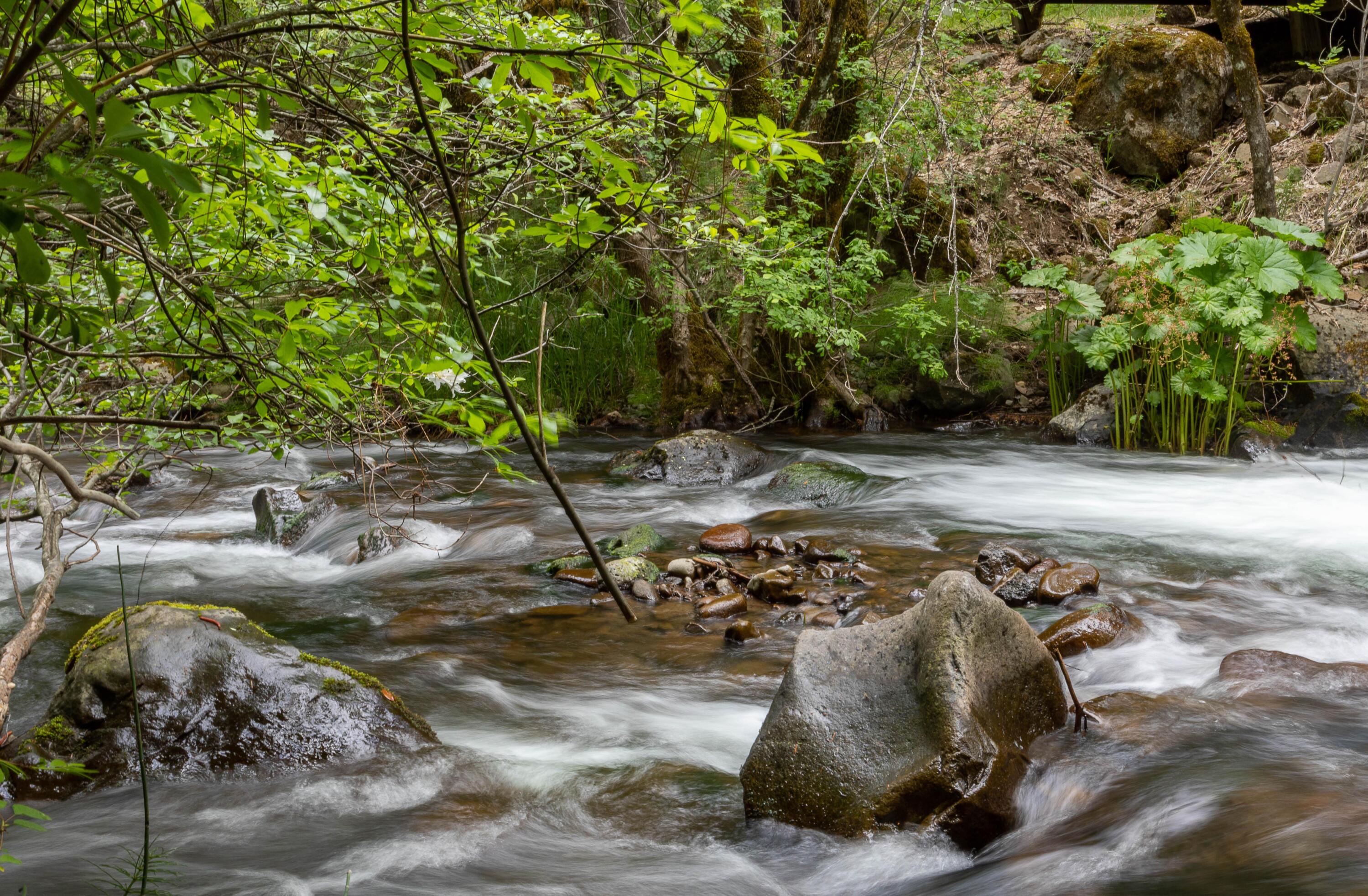 Clover Creek Road Whitmore, CA 96096 - Photo 9 of 13 254A9429