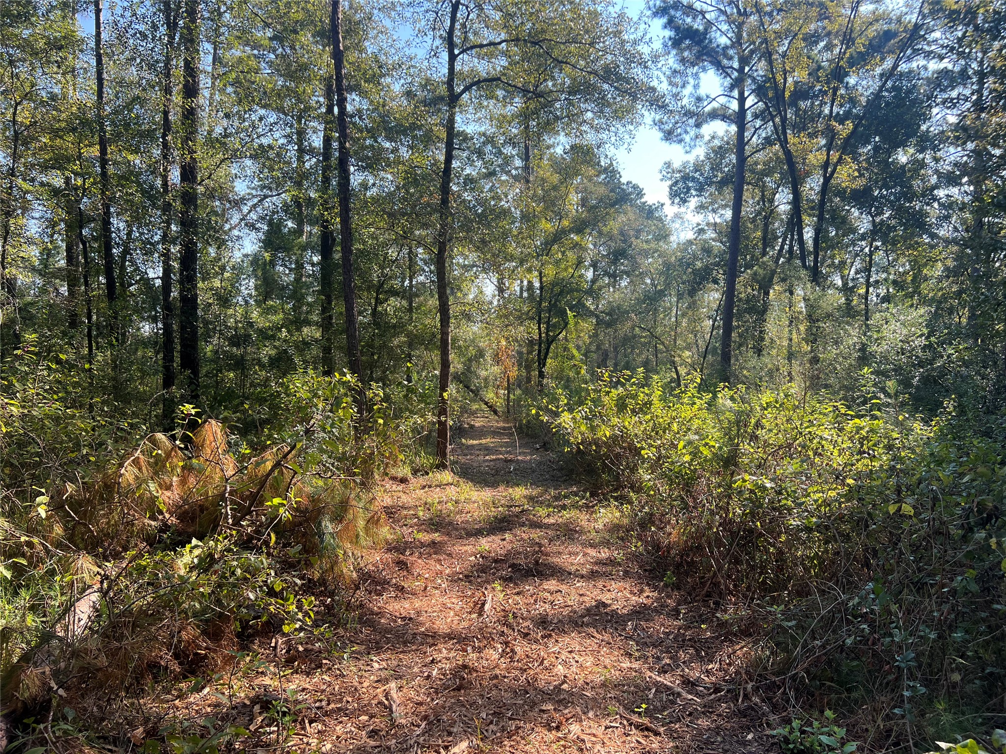 0 Hardy Bottom Road Huntsville, TX 77340 - Photo 2 of 5