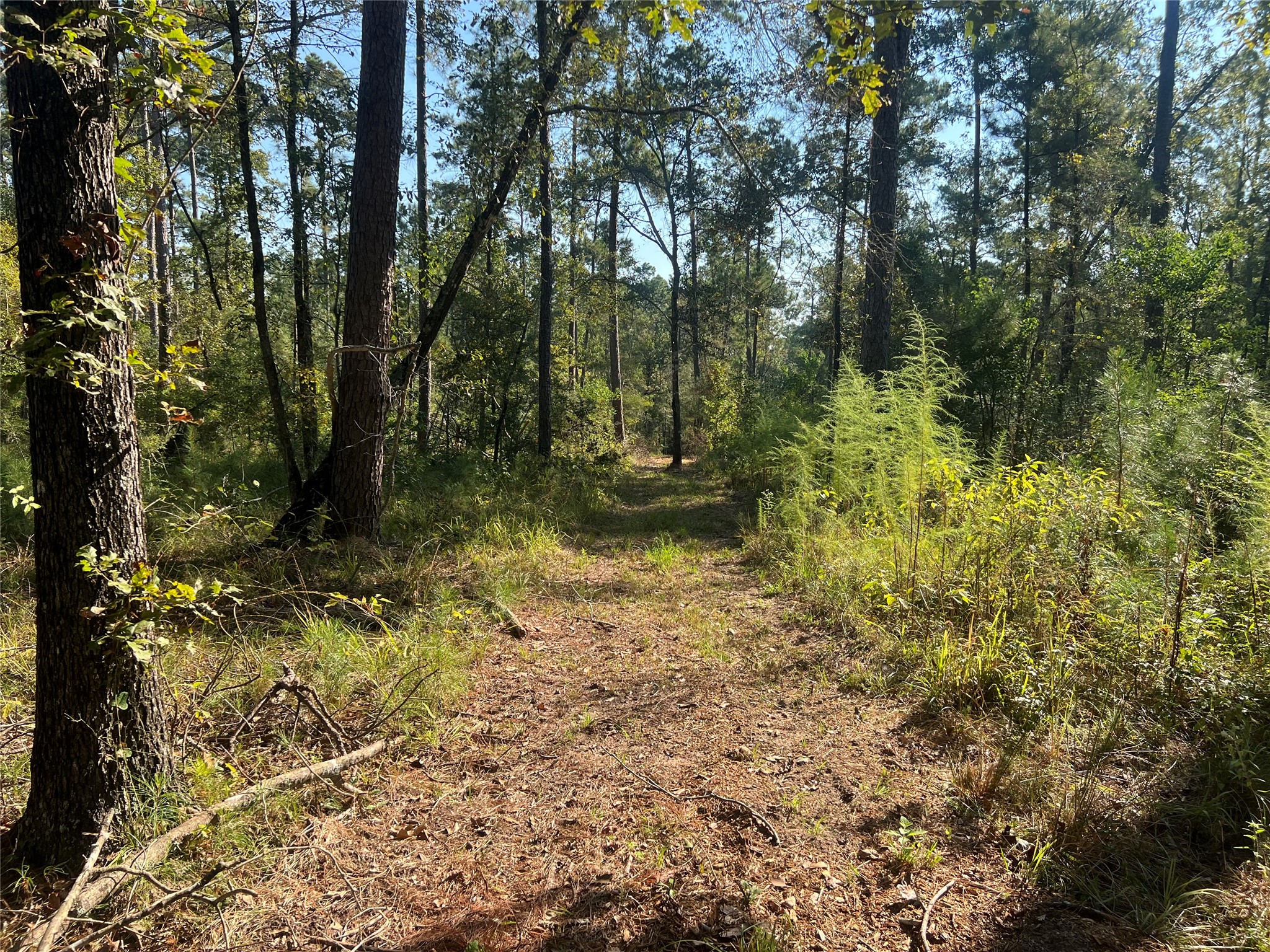 0 Hardy Bottom Road Huntsville, TX 77340 - Photo 3 of 5