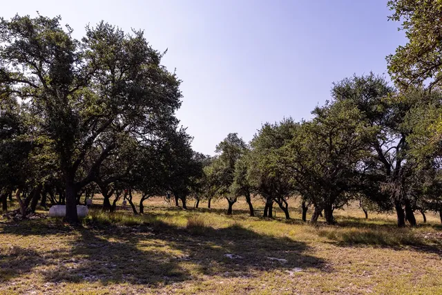 a view of a yard with a large tree