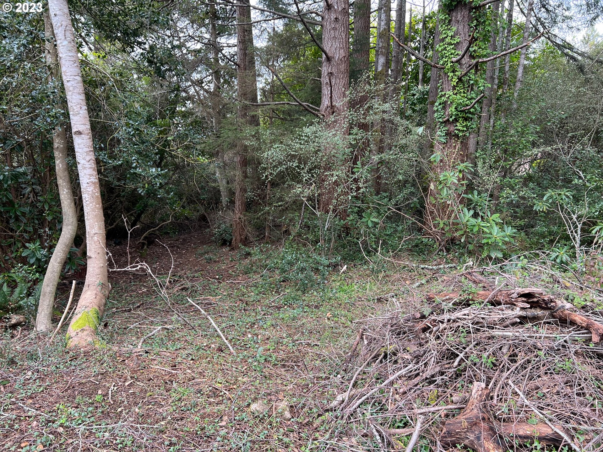 Hassett Brookings, OR 97415 - Photo 13 of 16 a view of outdoor space and trees