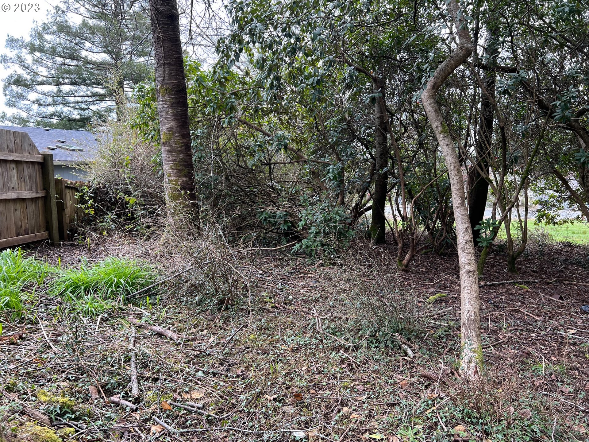 Hassett Brookings, OR 97415 - Photo 15 of 16 a view of a forest filled with trees