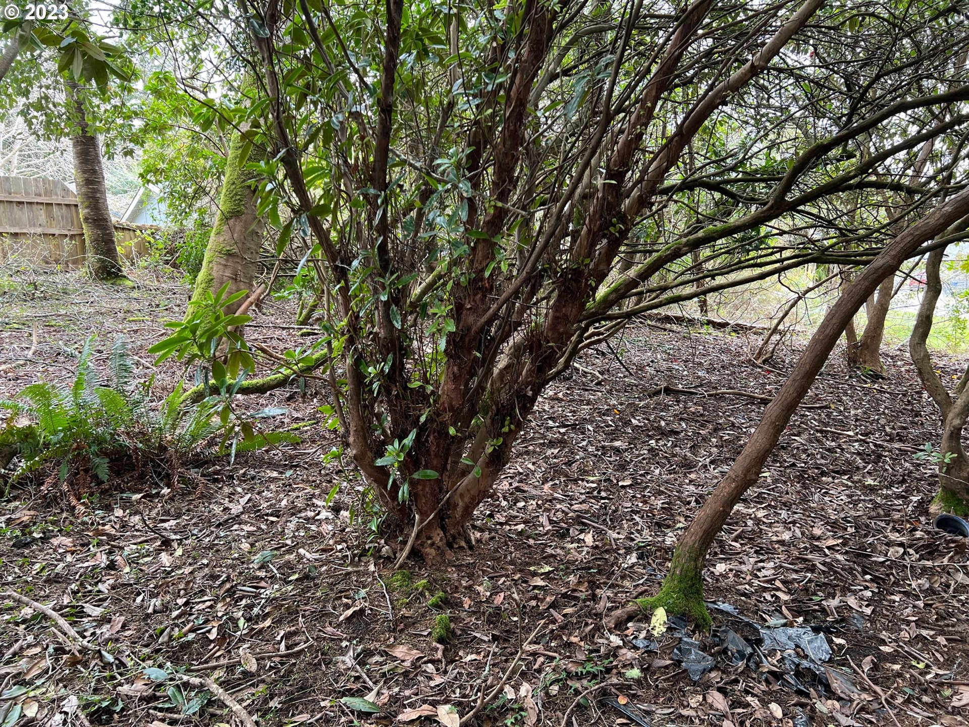 Hassett Brookings, OR 97415 - Photo 6 of 16 a view of a yard