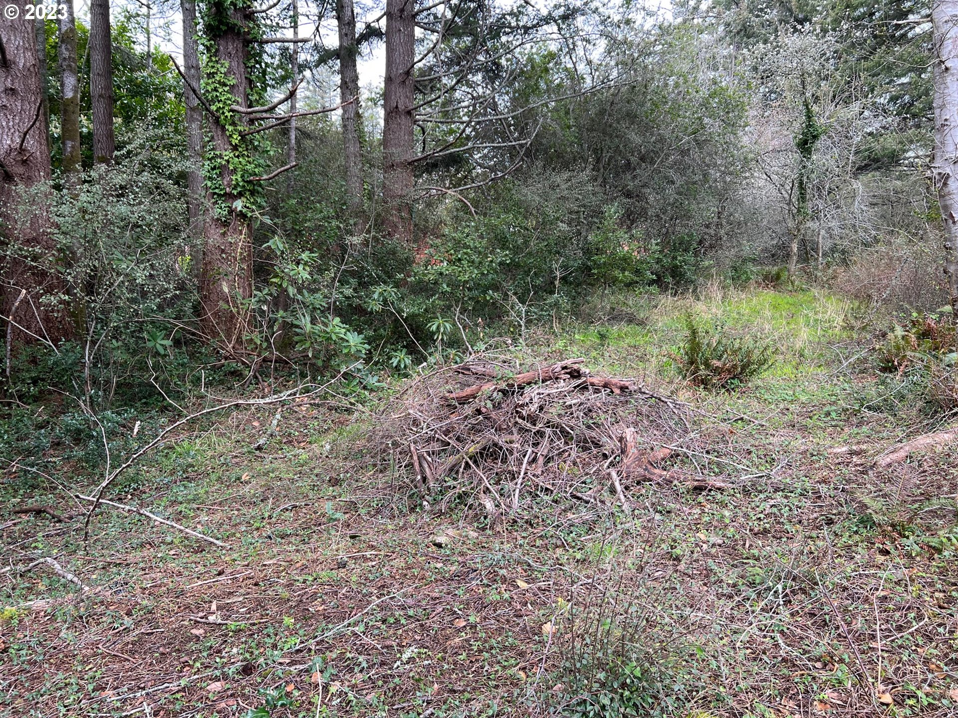 Hassett Brookings, OR 97415 - Photo 8 of 16 a view of a lush green forest with lots of trees