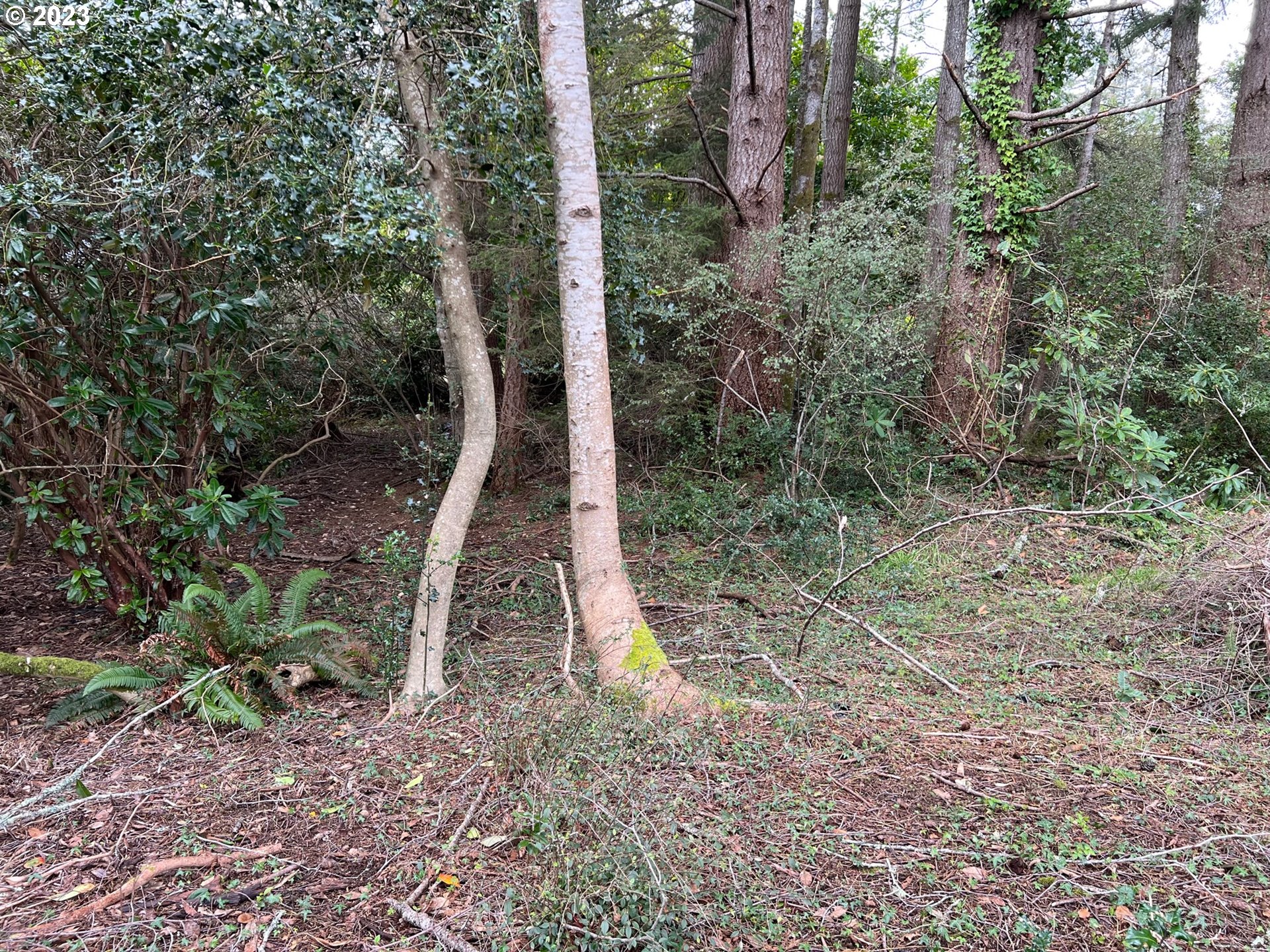 Hassett Brookings, OR 97415 - Photo 9 of 16 a backyard of a house with lots of green space
