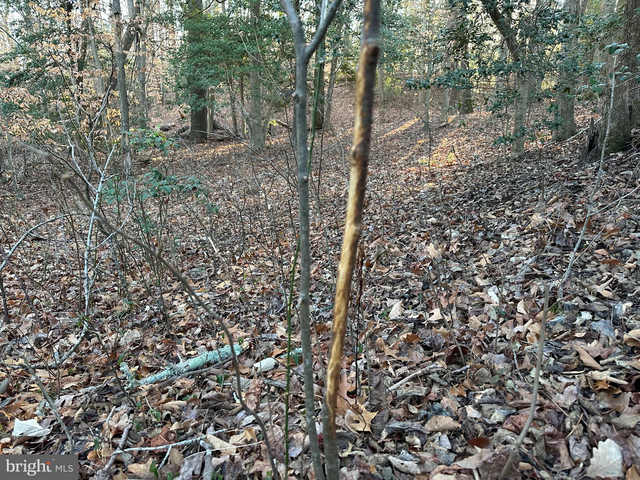 0 St Andrews Church Road Leonardtown, MD 20650 - Photo 18 of 34 a view of a forest that has a tree