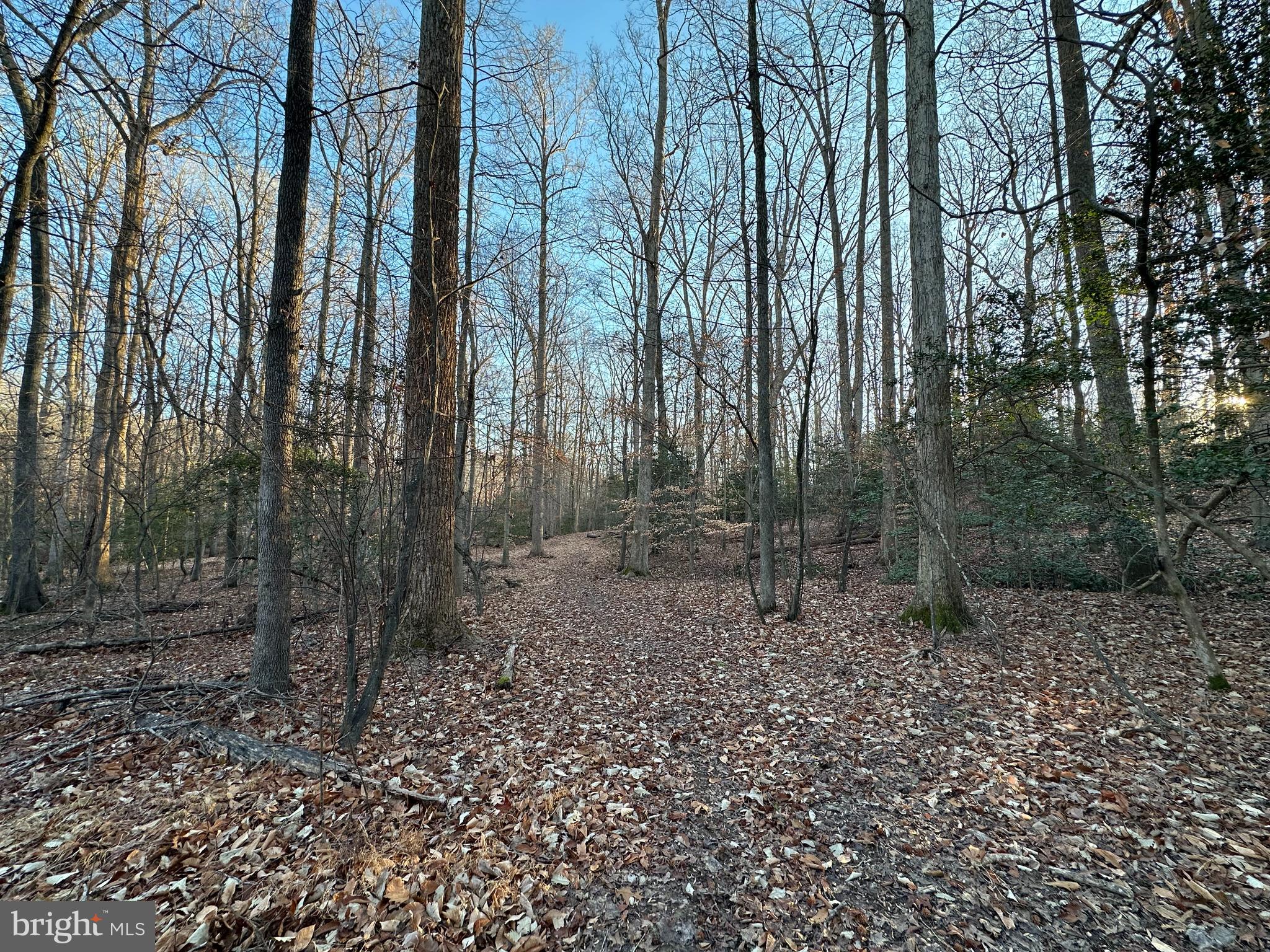 0 St Andrews Church Road Leonardtown, MD 20650 - Photo 24 of 34 a view of a forest with trees in the background