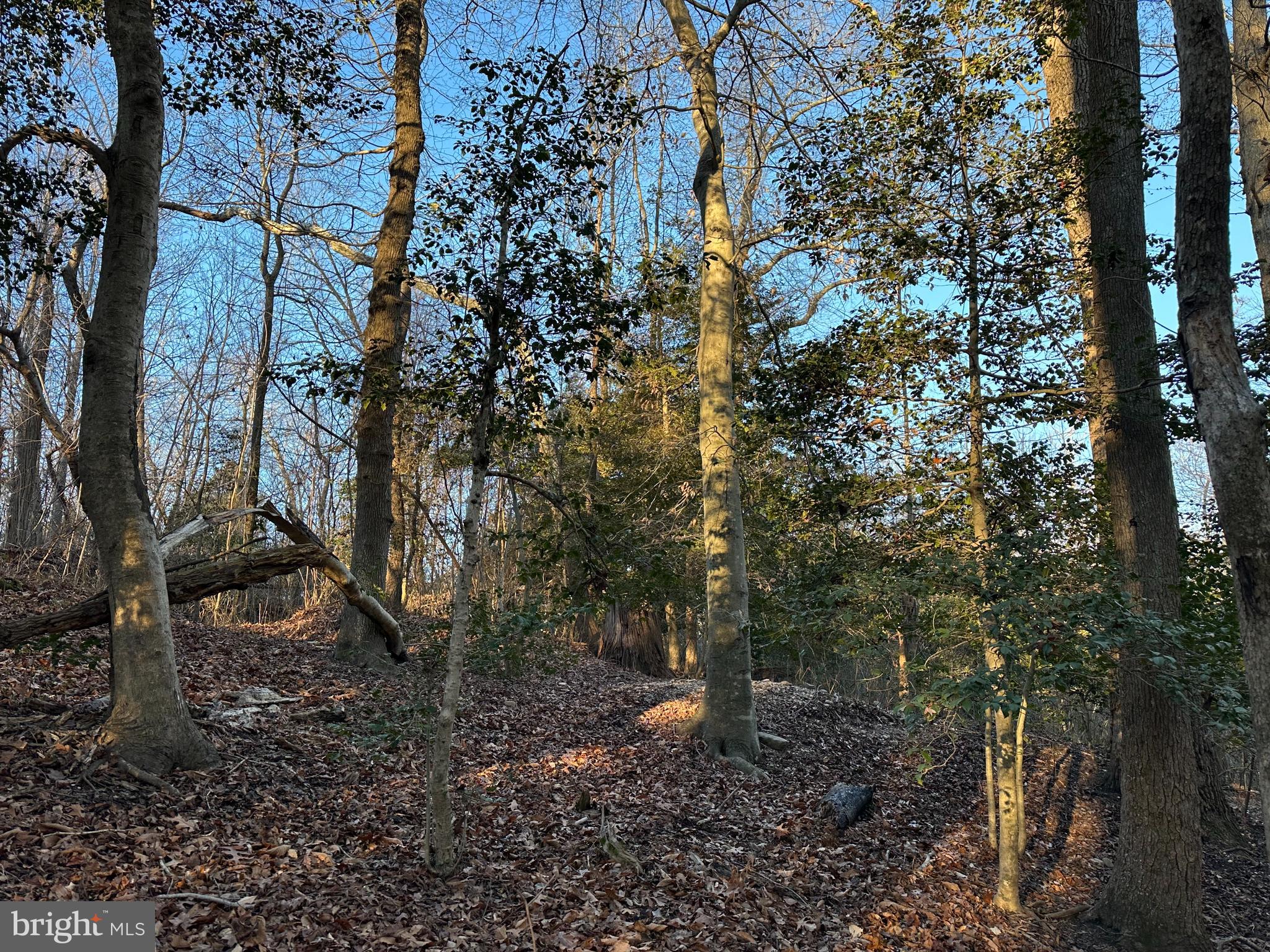 0 St Andrews Church Road Leonardtown, MD 20650 - Photo 26 of 34 a view of a forest filled with trees