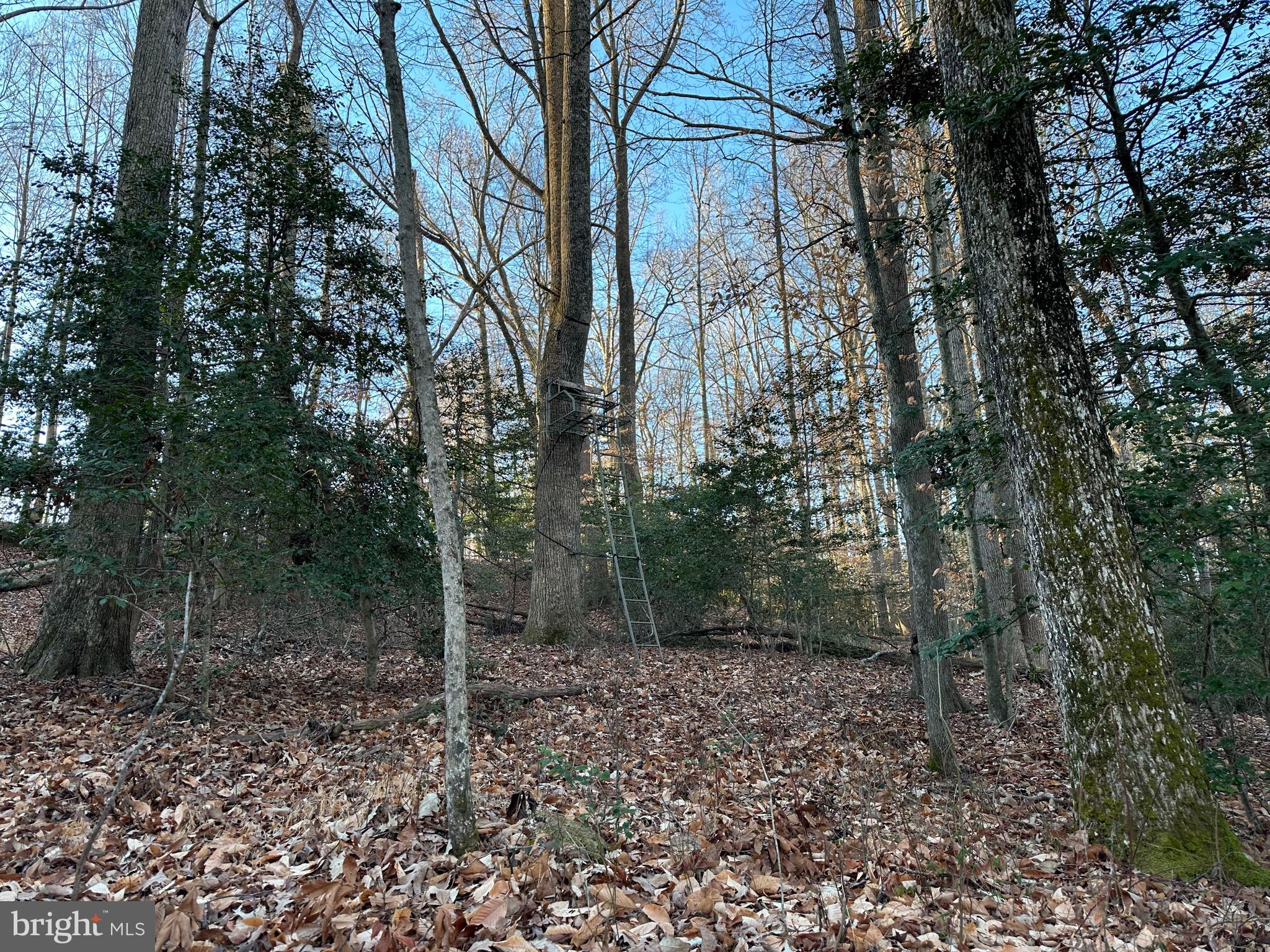 0 St Andrews Church Road Leonardtown, MD 20650 - Photo 32 of 34 a view of a forest filled with trees