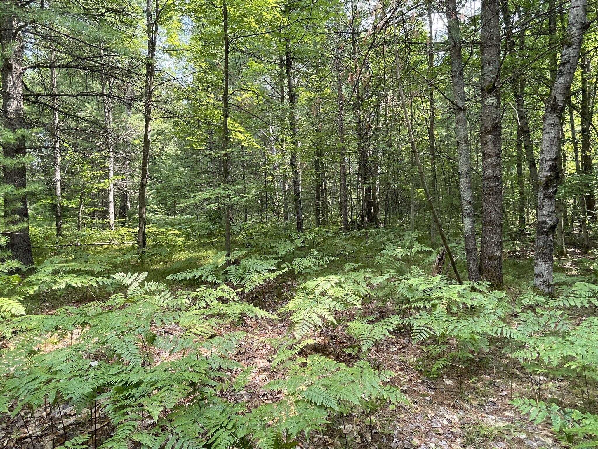 10081 East 5 Mile Road Luther, MI 49656 - Photo 22 of 22 IMG_8449