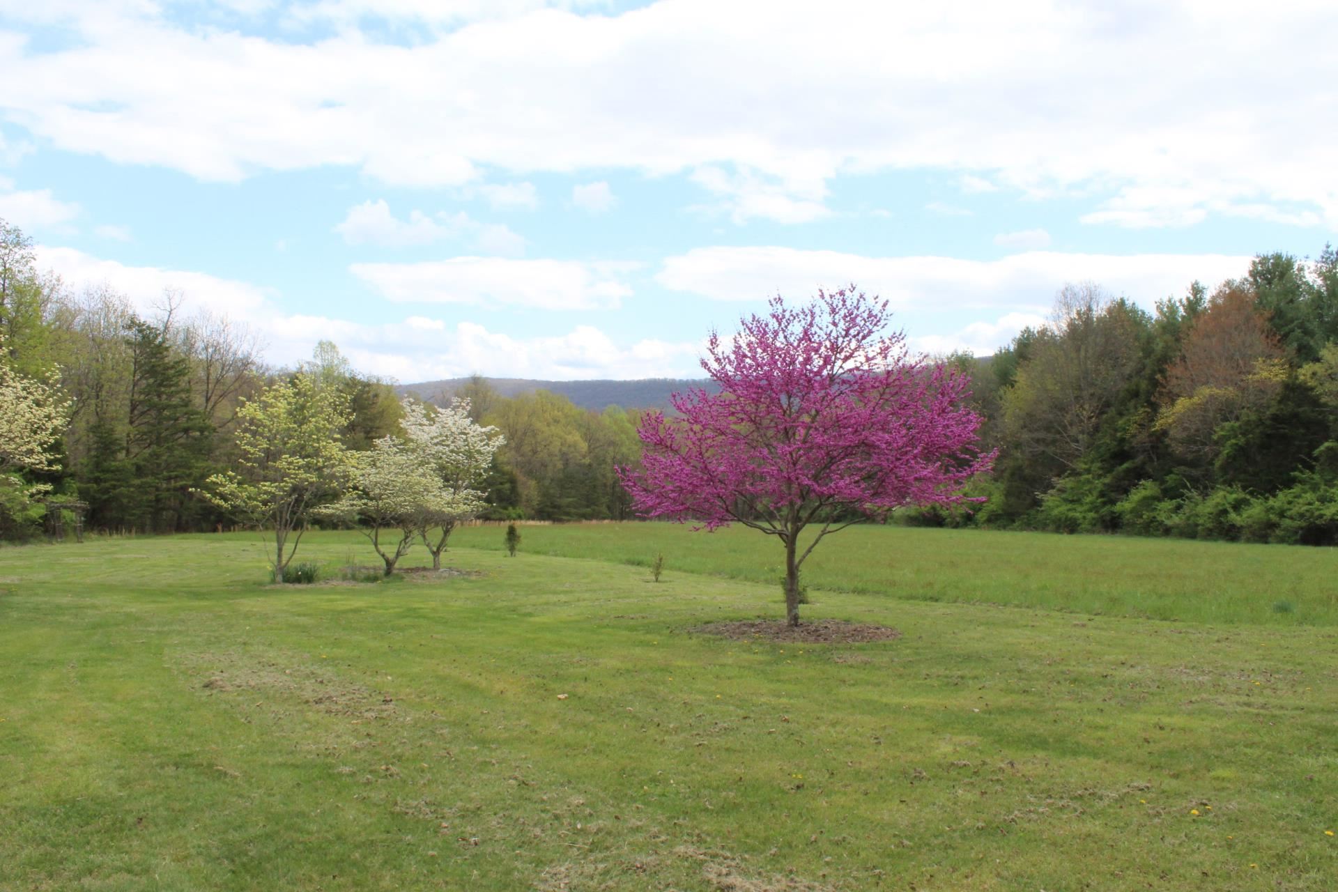 1076 Fort Valley Road Fort Valley, VA 22652 - Photo 49 of 54 a view of green field with tree in the background