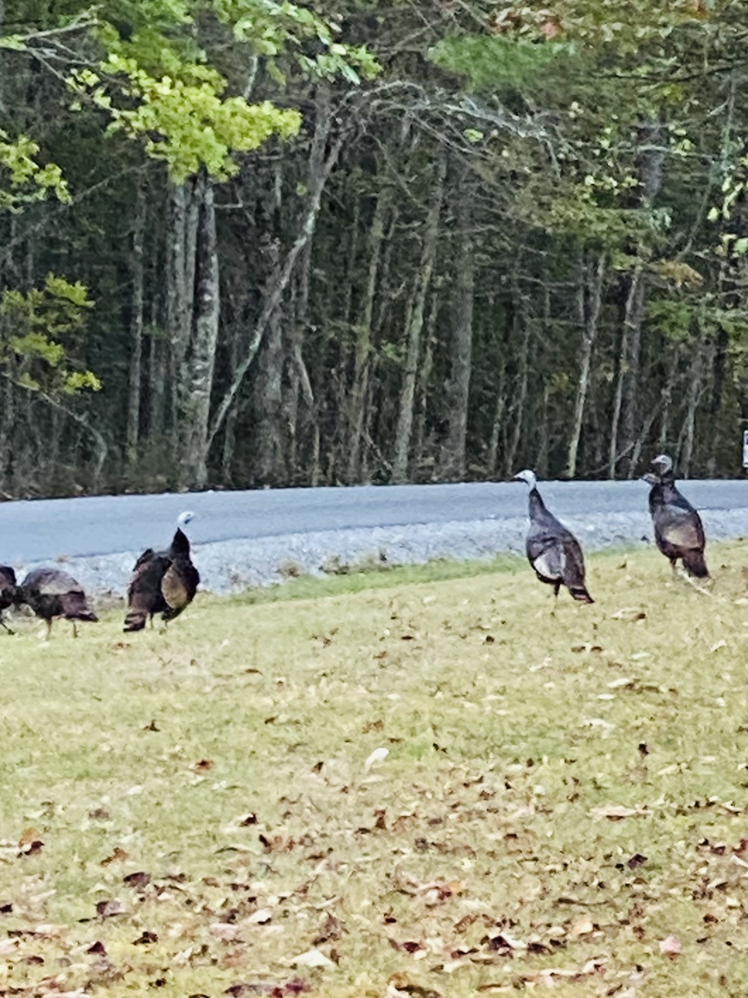 2271 Timberwood Trace Monteagle, TN 37356 - Photo 20 of 22 a view of a backyard of the house