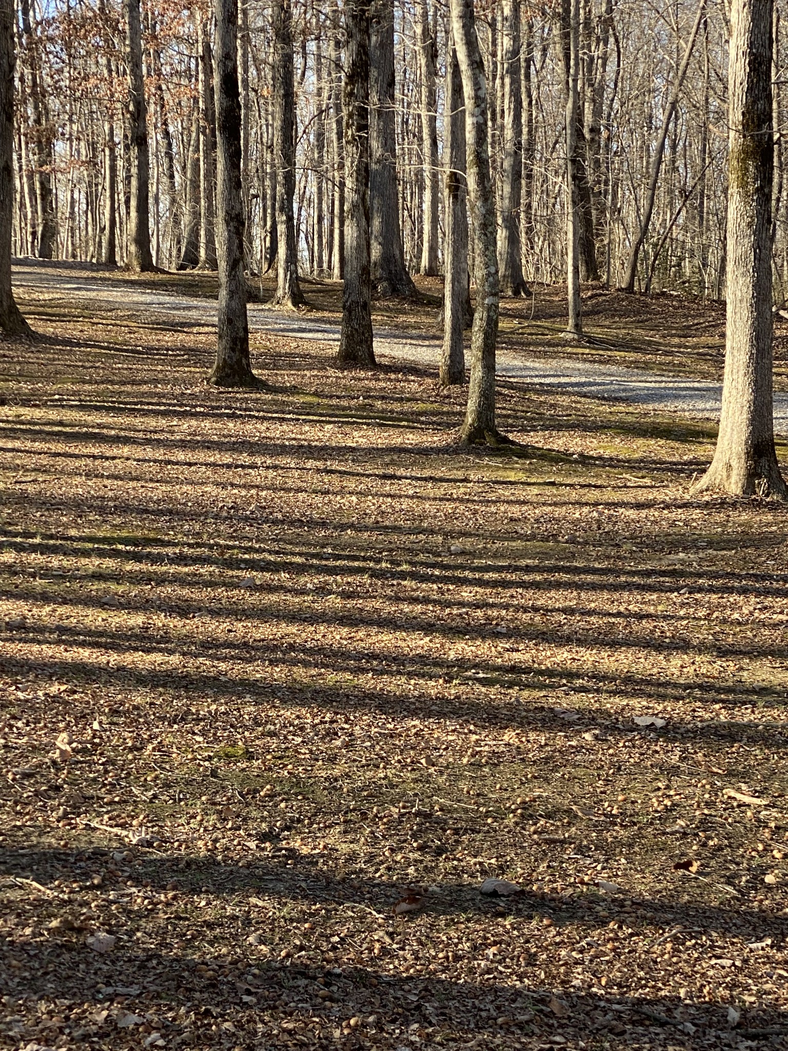 2271 Timberwood Trace Monteagle, TN 37356 - Photo 22 of 22 a view of outdoor space with trees