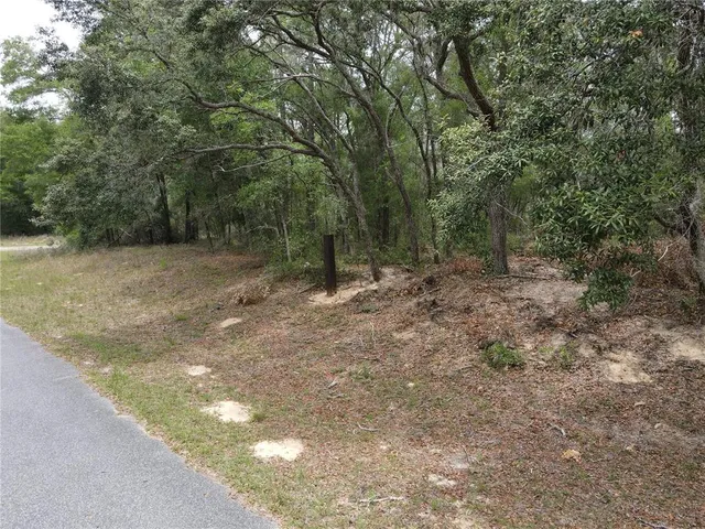 a view of a forest with trees in the background