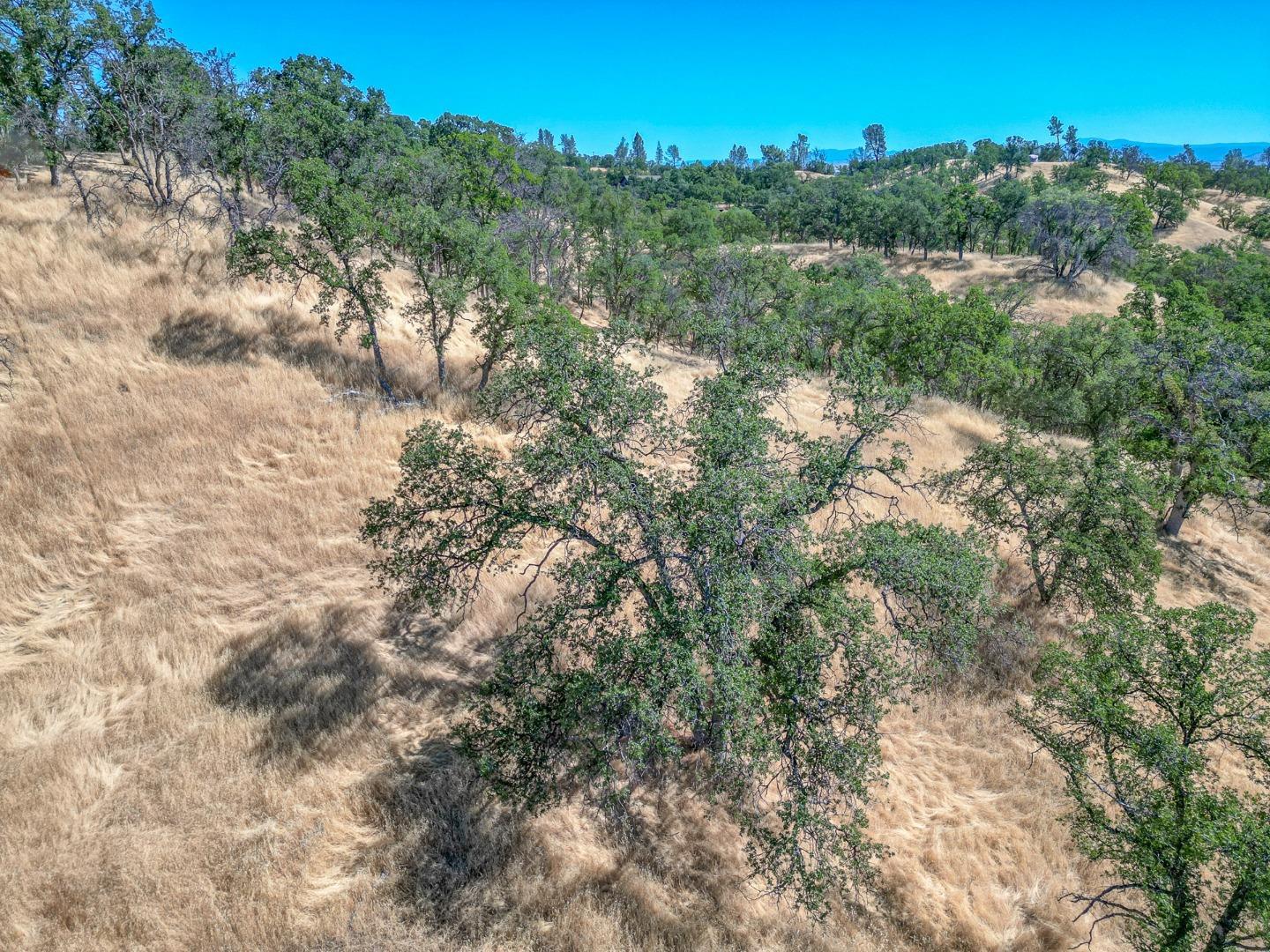 0 Wood Duck Pass Road Red Bluff, CA 96080 - Photo 18 of 22 a view of a yard with a tree