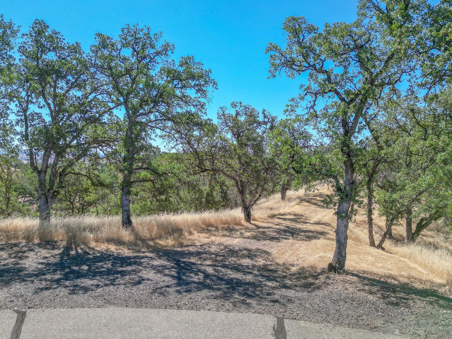 0 Wood Duck Pass Road Red Bluff, CA 96080 - Photo 3 of 22 a view of a forest filled with trees