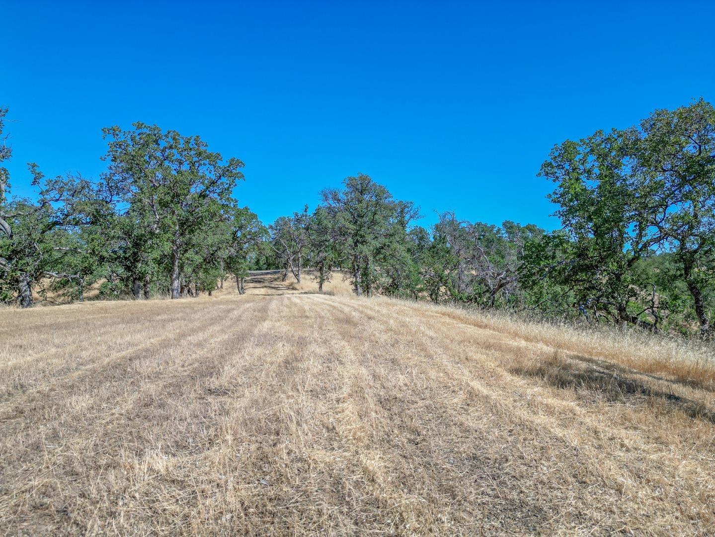 0 Wood Duck Pass Road Red Bluff, CA 96080 - Photo 8 of 22 a view of a forest with trees in the background
