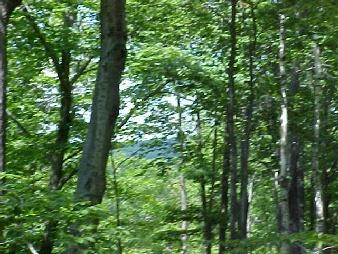 Lot #7 Hemlock Road Tyringham, MA 01264 - Photo 1 of 1 a view of a lush green forest