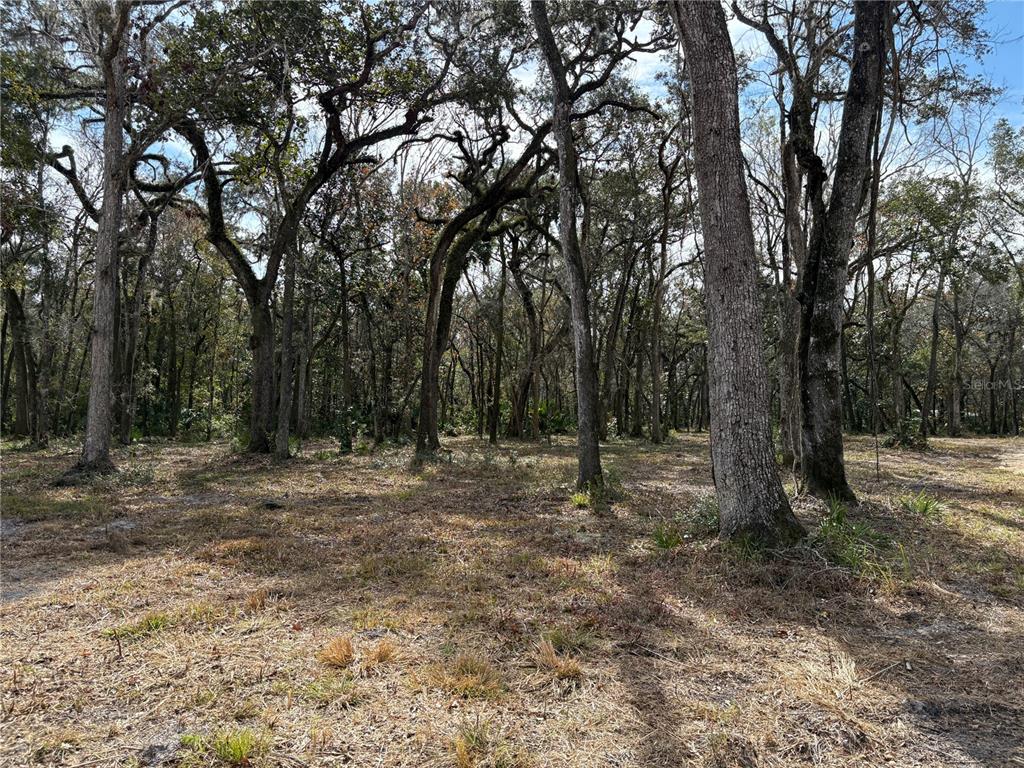 Lake Lindsey Road Brooksville, FL 34601 - Photo 11 of 34 a view of a forest with trees in the background