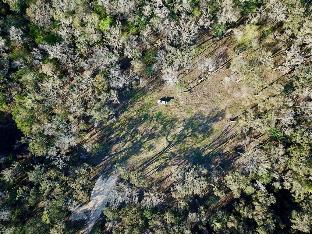 Lake Lindsey Road Brooksville, FL 34601 - Photo 20 of 34 a view of a forest with a tree
