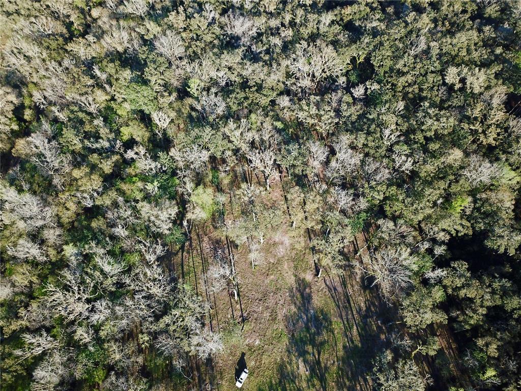 Lake Lindsey Road Brooksville, FL 34601 - Photo 22 of 34 a view of a tree