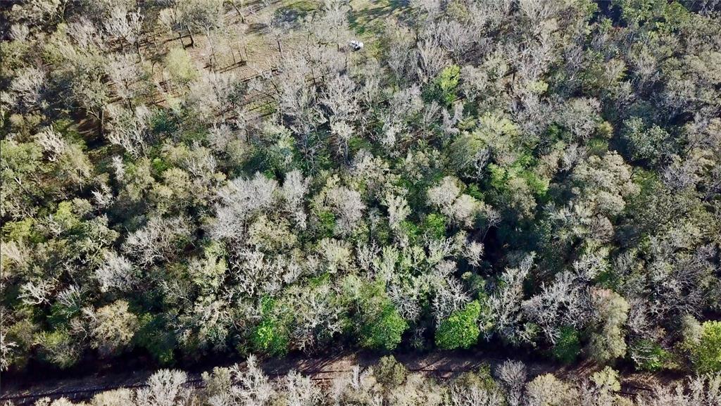 Lake Lindsey Road Brooksville, FL 34601 - Photo 26 of 34 a view of a forest with a tree