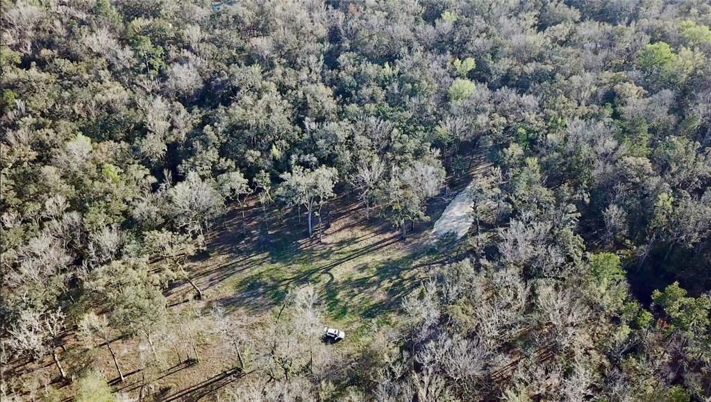 Lake Lindsey Road Brooksville, FL 34601 - Photo 27 of 34 a view of a forest with a tree