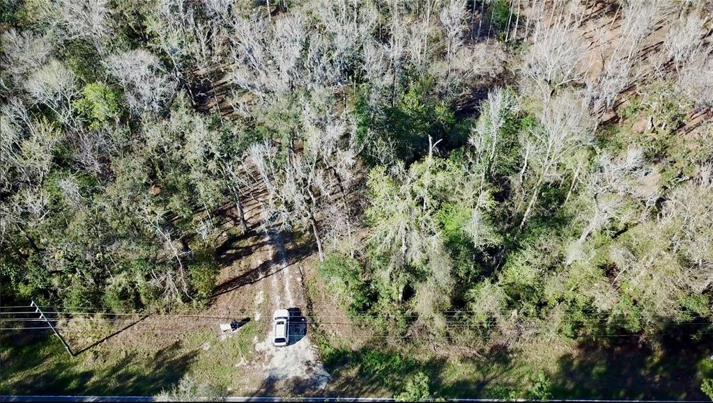Lake Lindsey Road Brooksville, FL 34601 - Photo 31 of 34 a view of a forest with a tree