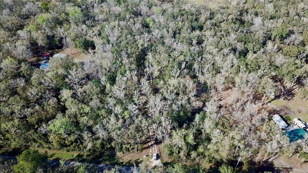 Lake Lindsey Road Brooksville, FL 34601 - Photo 34 of 34 a view of a forest with a tree