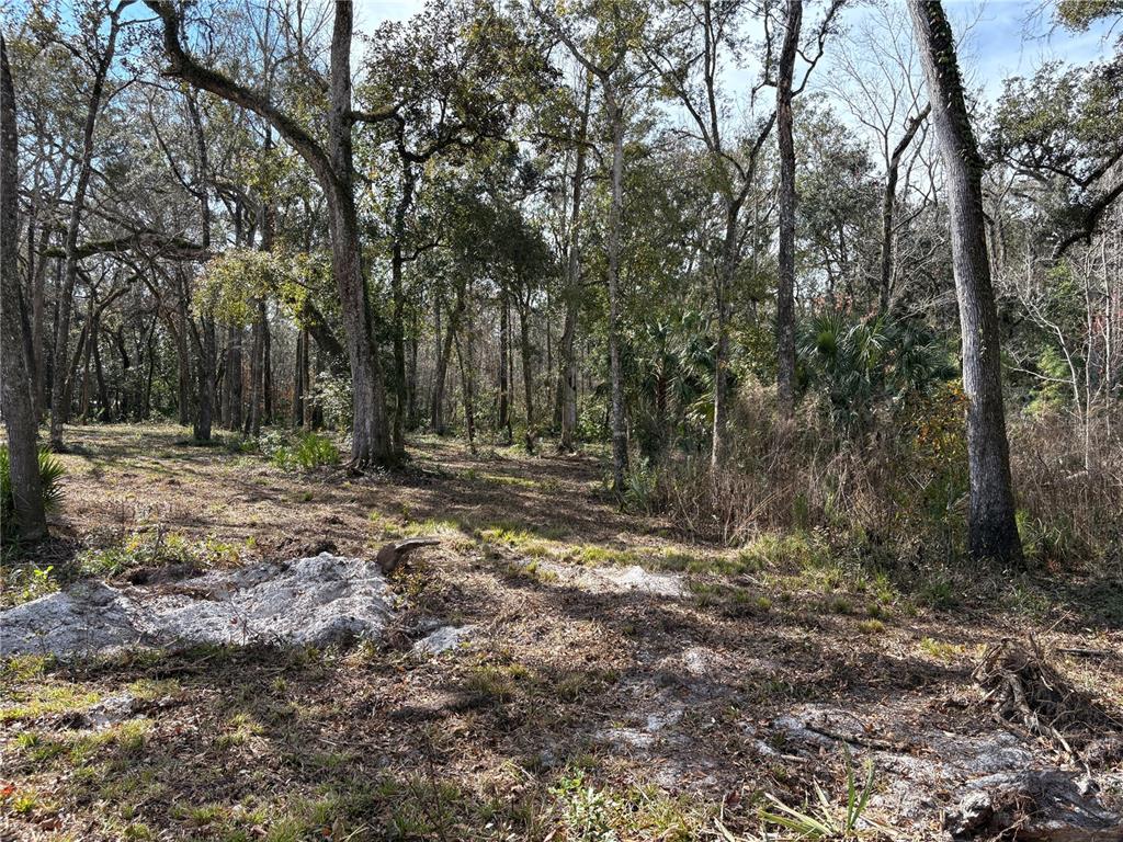 Lake Lindsey Road Brooksville, FL 34601 - Photo 5 of 34 a view of outdoor space with trees