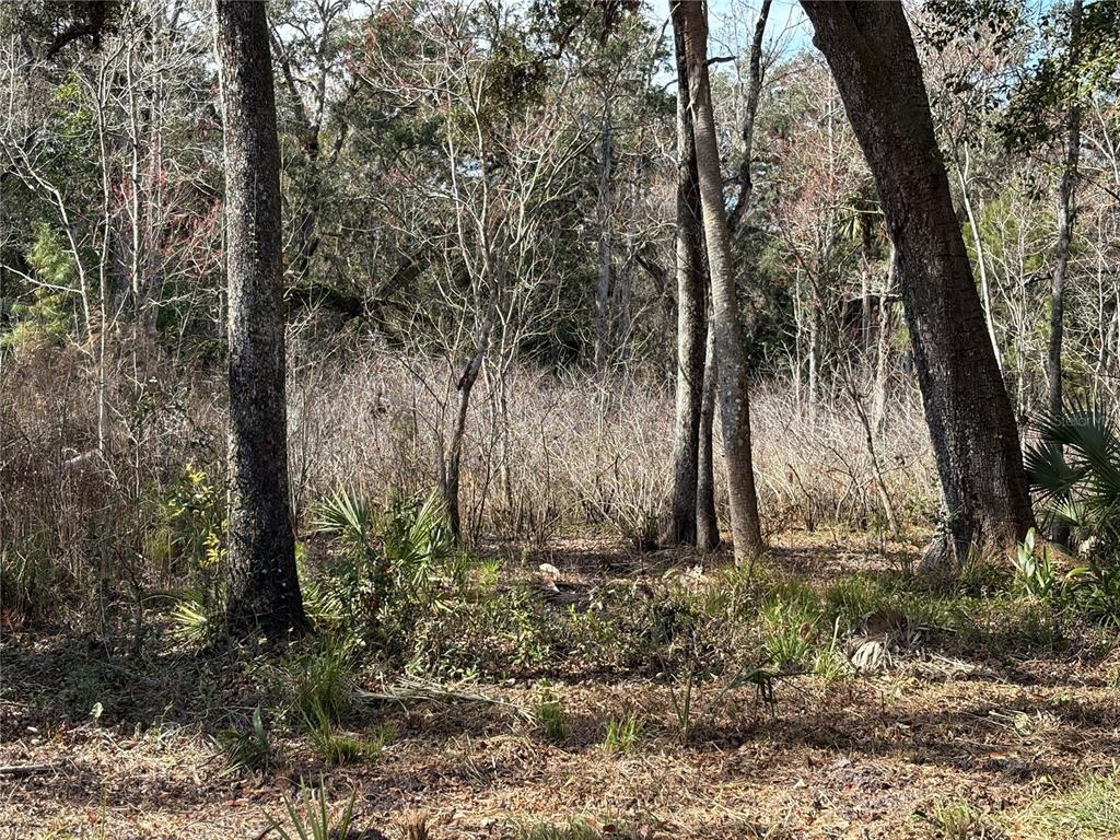 Lake Lindsey Road Brooksville, FL 34601 - Photo 6 of 34 a view of a backyard