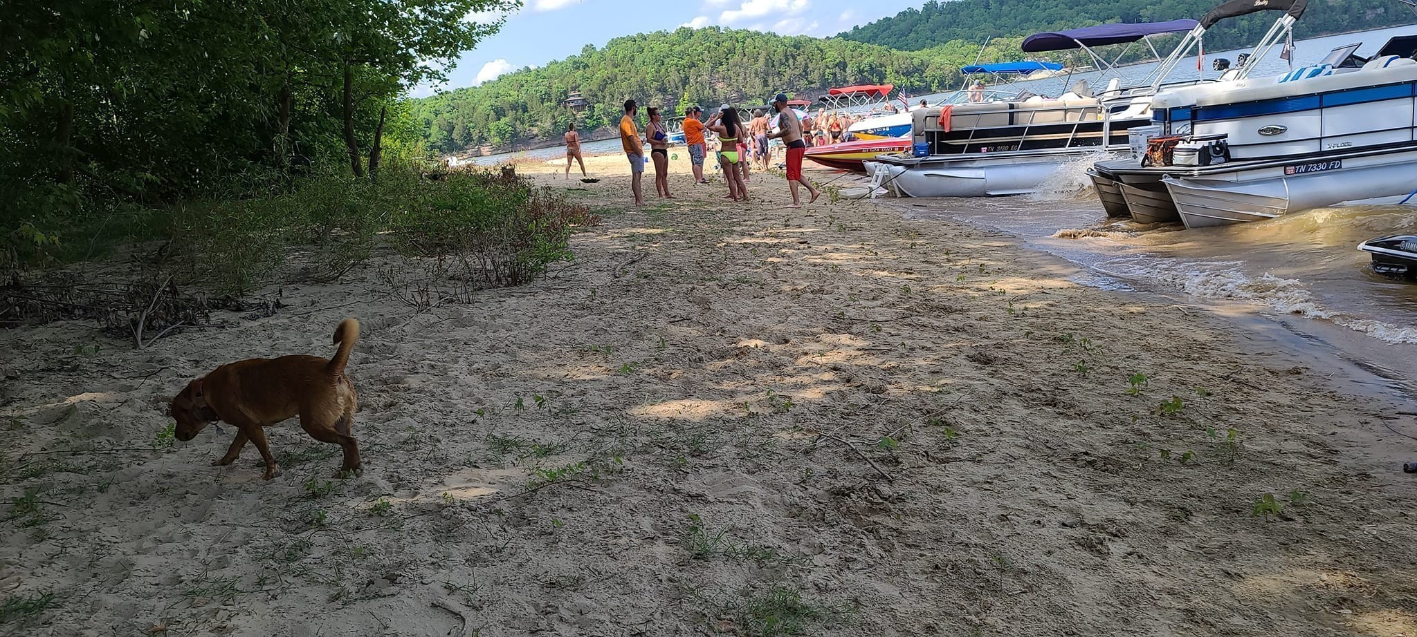 2485 Hardin Bottom River Road Clifton, TN 38425 - Photo 18 of 23 a view of a backyard with swimming pool