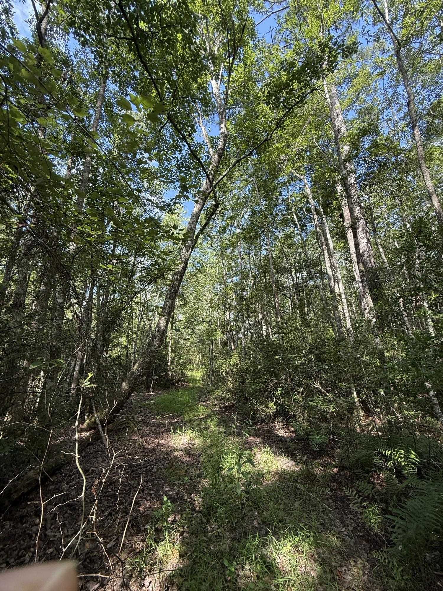 Xxx Neely Road Monticello, FL 32344 - Photo 28 of 37