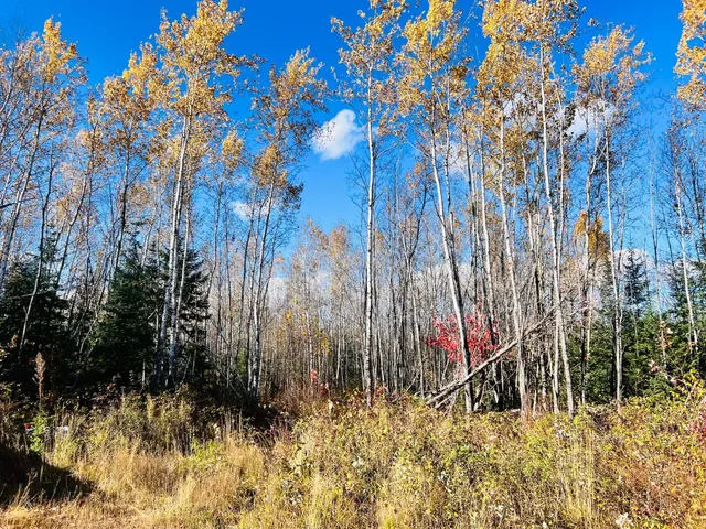 $119,900 | Tbd Tbd Rice Rapids Road, Effie, MN 56639