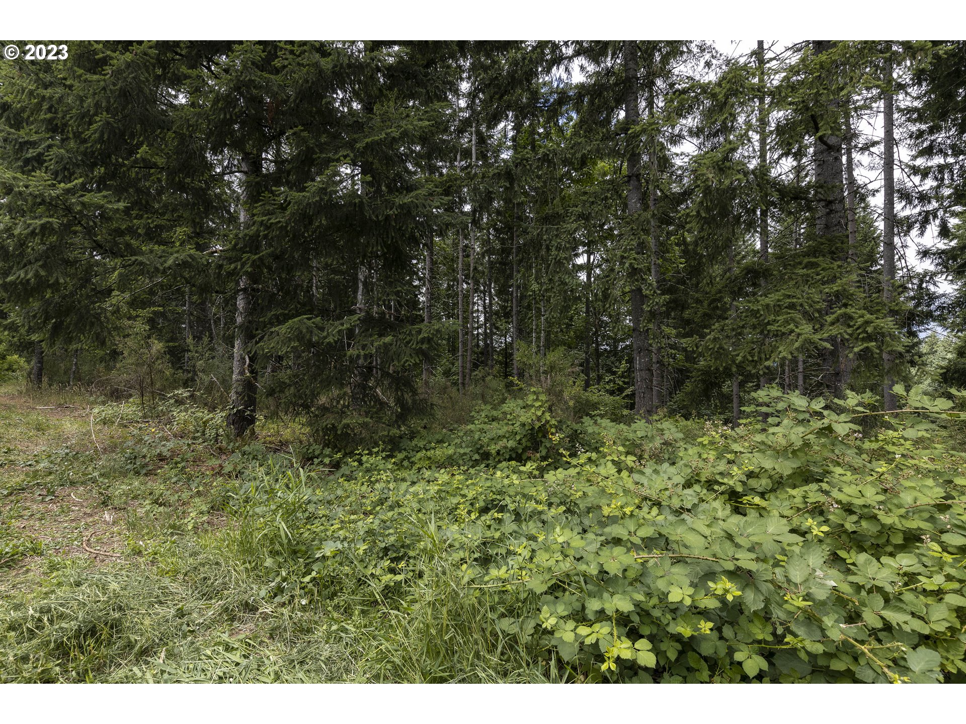 Northwest Pumpkin Ridge Road North Plains, OR 97133 - Photo 22 of 35 a view of a lush green forest
