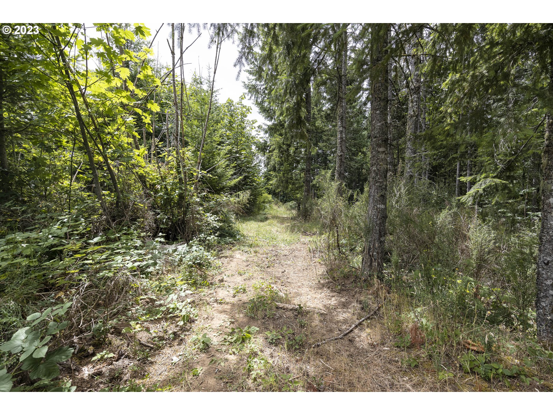 Northwest Pumpkin Ridge Road North Plains, OR 97133 - Photo 25 of 35 a view of a yard with a tree