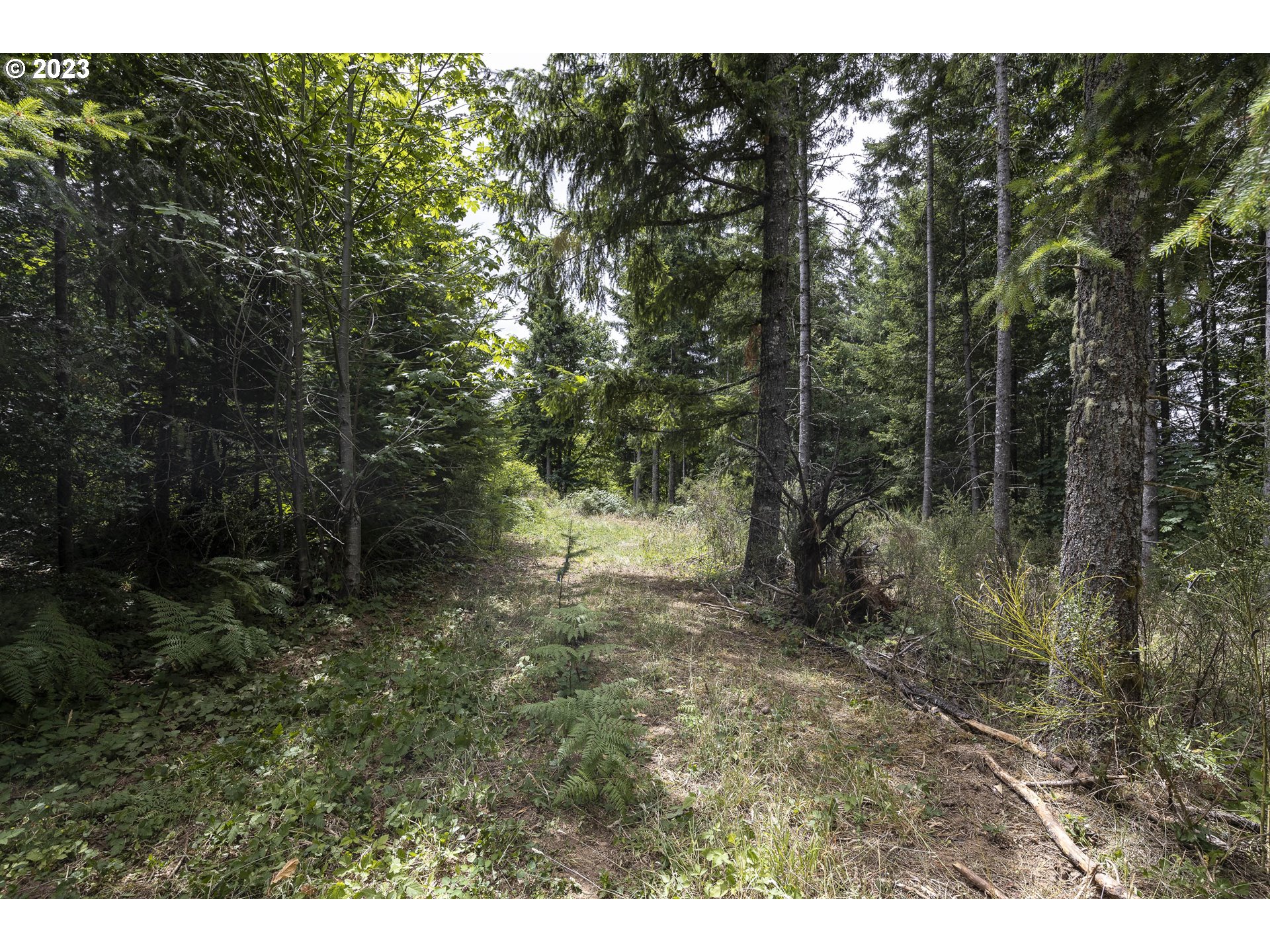 Northwest Pumpkin Ridge Road North Plains, OR 97133 - Photo 28 of 35 a view of a forest filled with trees