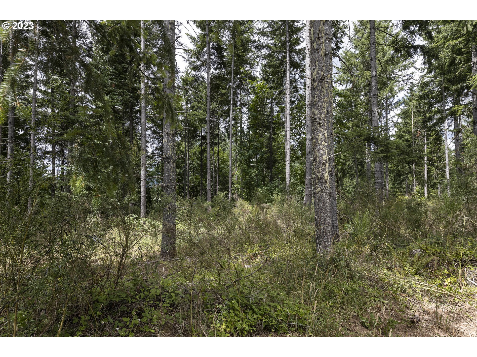 Northwest Pumpkin Ridge Road North Plains, OR 97133 - Photo 29 of 35 a view of forest