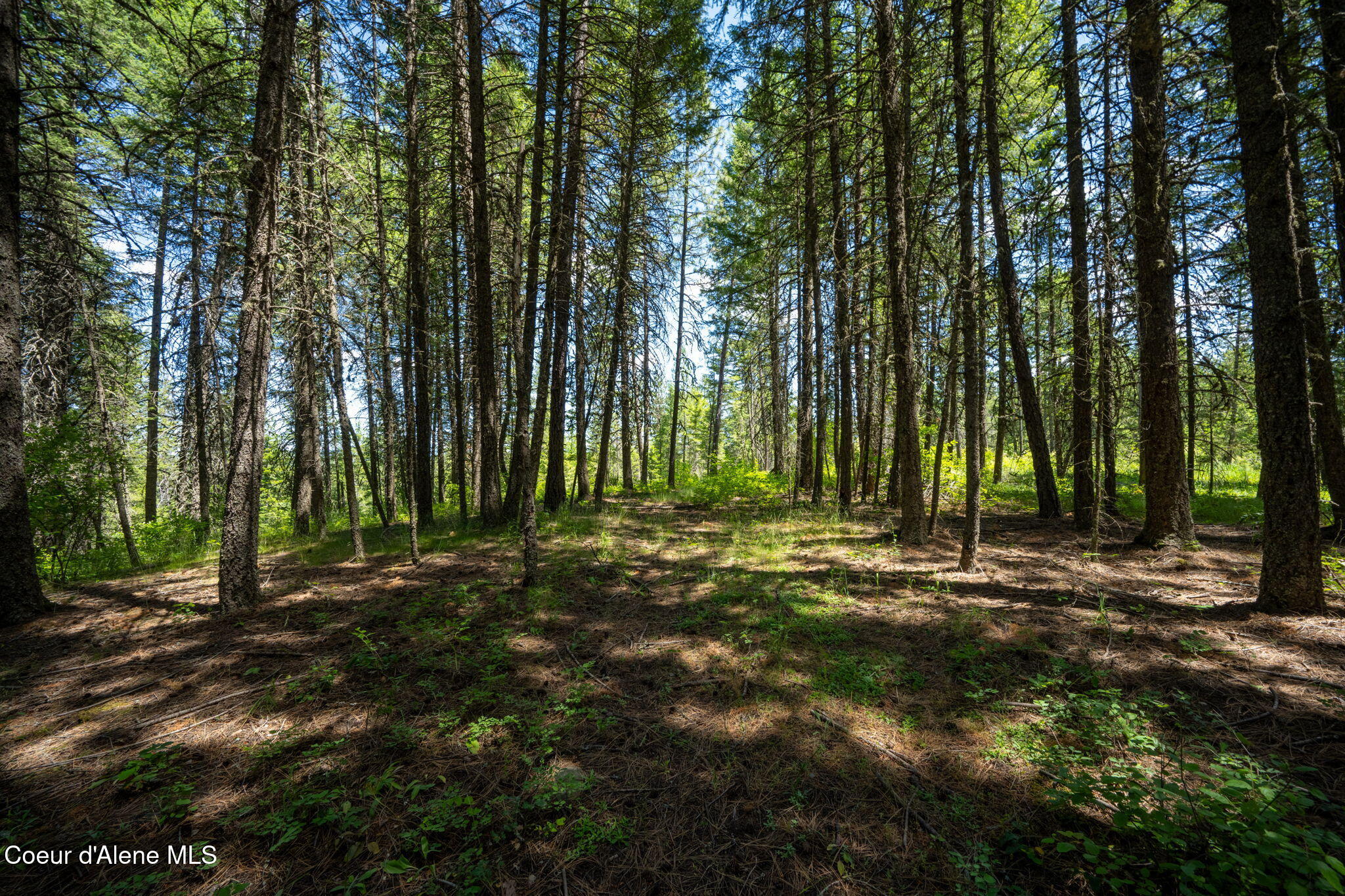 965 Trails End Road Athol, ID 83801 - Photo 16 of 26 Clearing